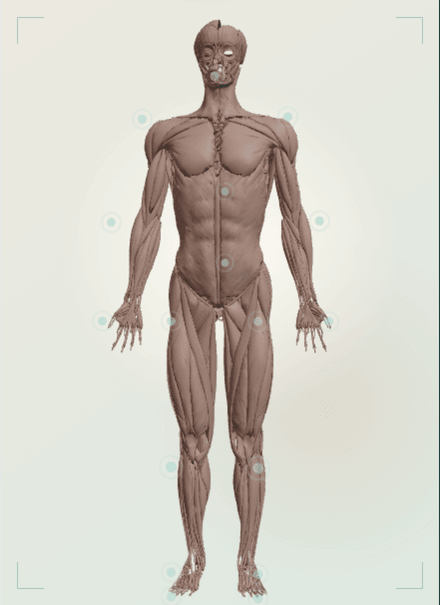 Licensed muscle anatomy view with selectable treatment regions